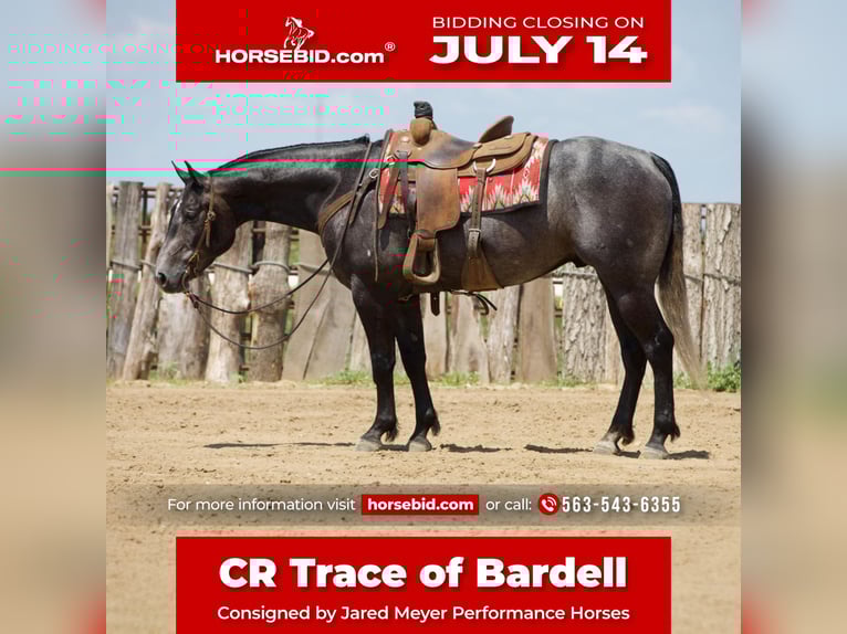 American Quarter Horse Gelding 4 years 15,2 hh Gray in Bernard, IA