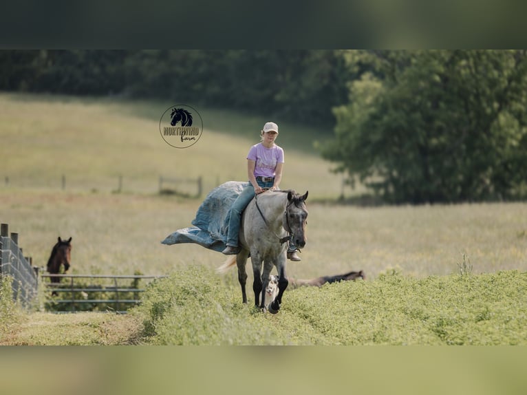 American Quarter Horse Gelding 4 years 15,2 hh Gray in Fredericksburg, OH