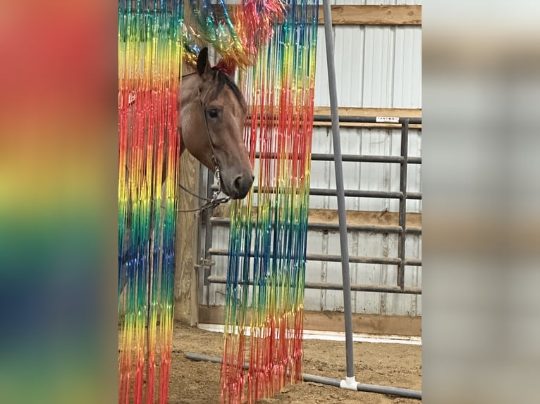 American Quarter Horse Gelding 4 years 15,2 hh Roan-Bay in Henderson