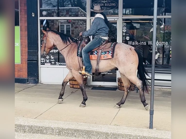 American Quarter Horse Gelding 4 years 15,2 hh Roan-Bay in Henderson