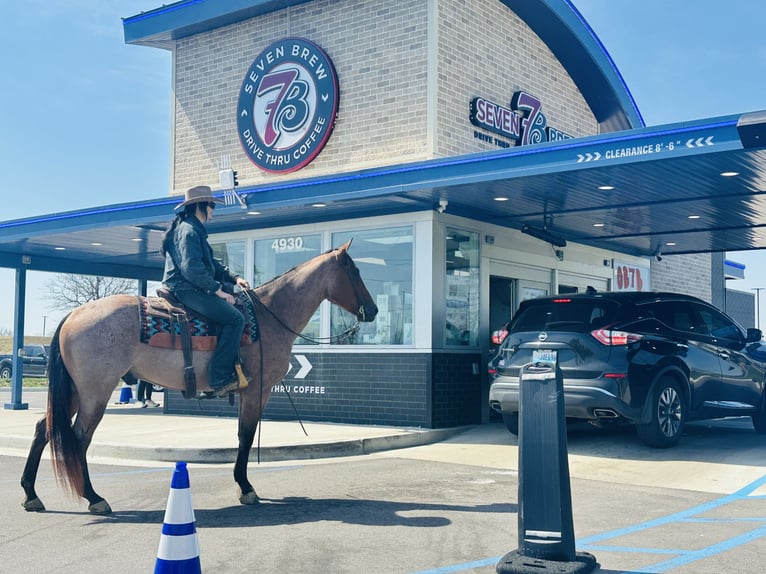 American Quarter Horse Gelding 4 years 15,2 hh Roan-Bay in Henderson