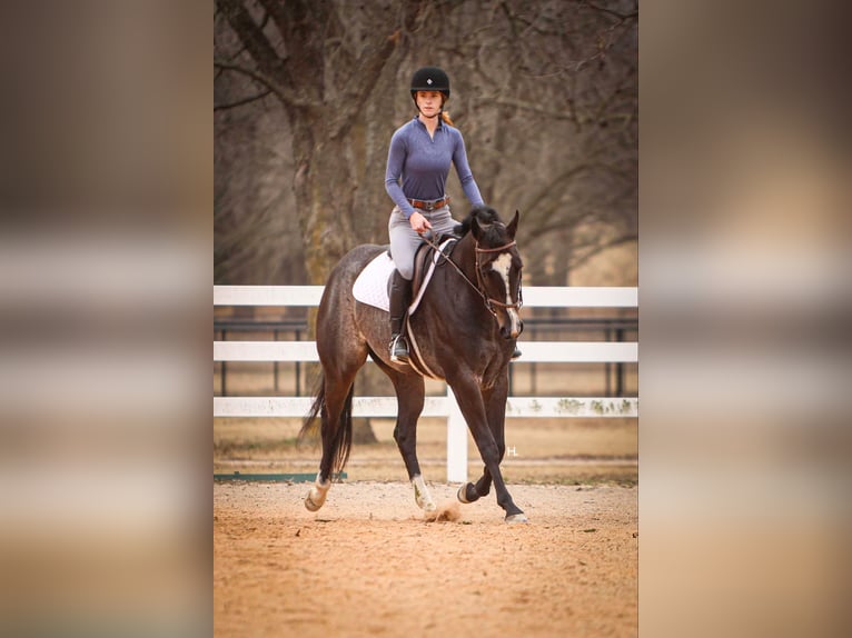 American Quarter Horse Gelding 4 years 15,2 hh Roan-Bay in Weatherford TX