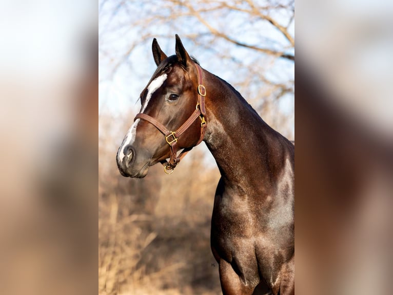 American Quarter Horse Gelding 4 years 15,2 hh Roan-Bay in Weatherford TX