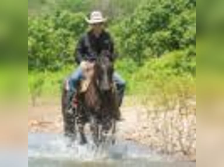 American Quarter Horse Gelding 4 years 15,2 hh Roan-Blue in Cole Camp MO