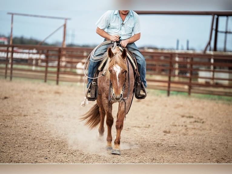 American Quarter Horse Gelding 4 years 15,2 hh Roan-Red in Normangee