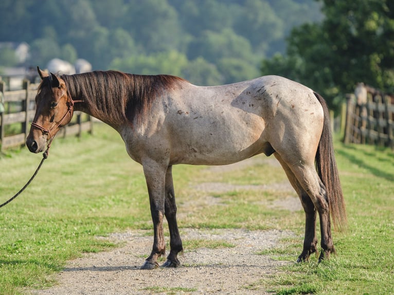 American Quarter Horse Mix Gelding 4 years 15,2 hh in Honey Brook, PA