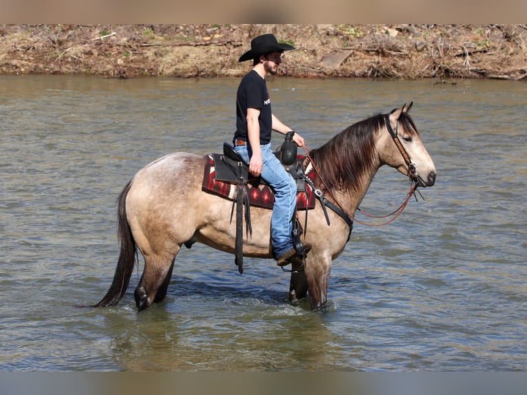 American Quarter Horse Gelding 4 years 15,3 hh Buckskin in Clarion