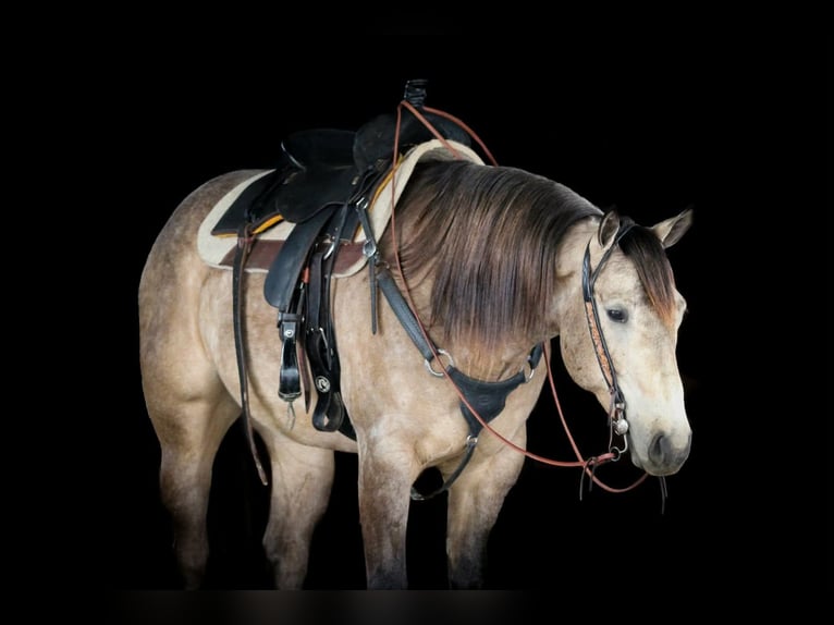 American Quarter Horse Gelding 4 years 15,3 hh Buckskin in Clarion