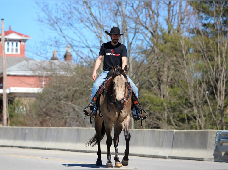 American Quarter Horse Gelding 4 years 15,3 hh Buckskin in Clarion