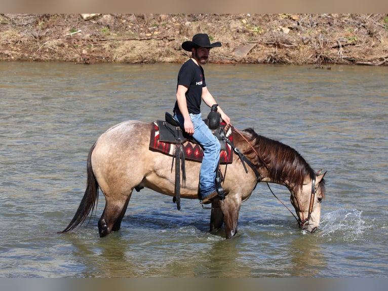American Quarter Horse Gelding 4 years 15,3 hh Buckskin in Clarion