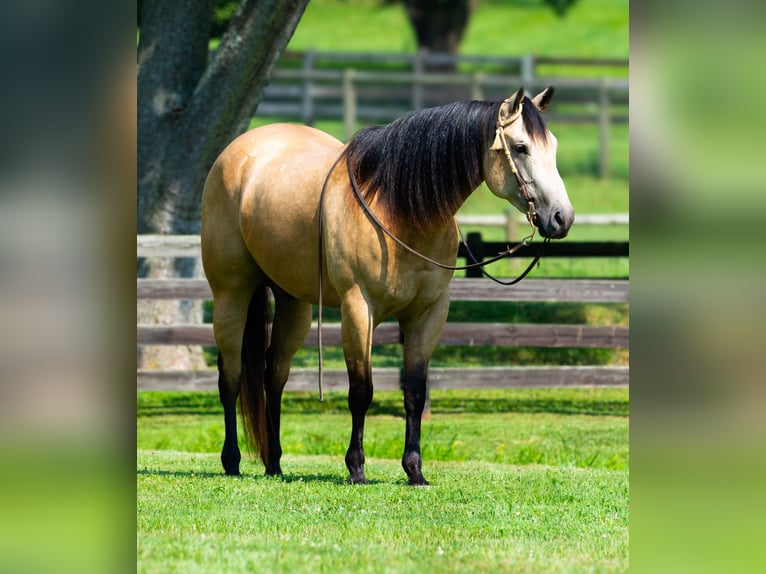 American Quarter Horse Gelding 4 years 15,3 hh Buckskin in Madisonville, KY