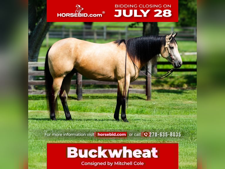 American Quarter Horse Gelding 4 years 15,3 hh Buckskin in Madisonville, KY