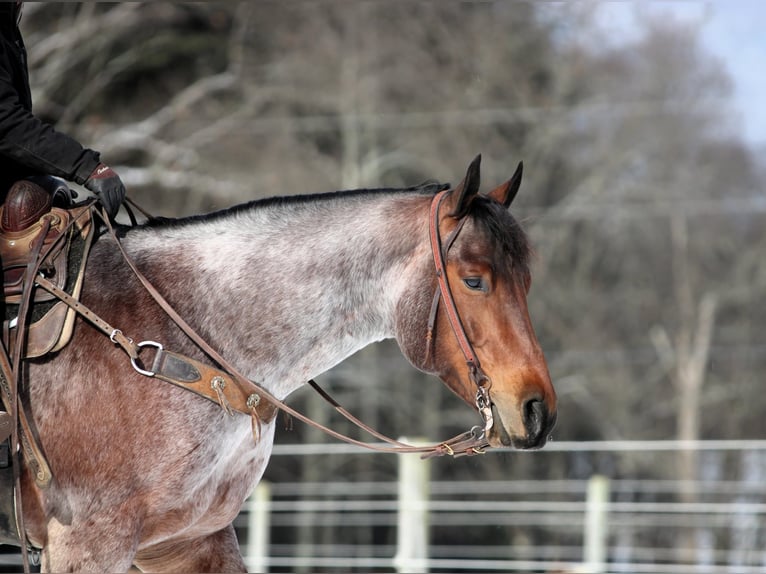 American Quarter Horse Gelding 4 years 15,3 hh Roan-Bay in Clarion, PA