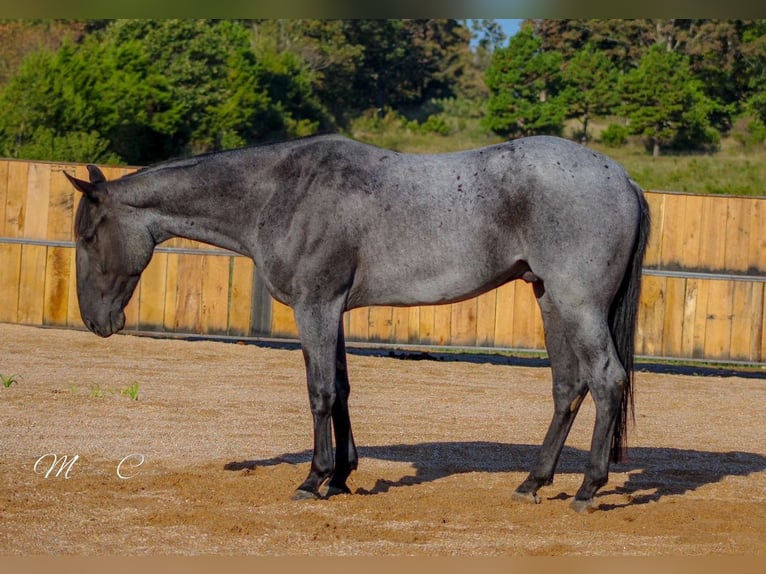 American Quarter Horse Gelding 4 years 15,3 hh Roan-Blue in Summersville