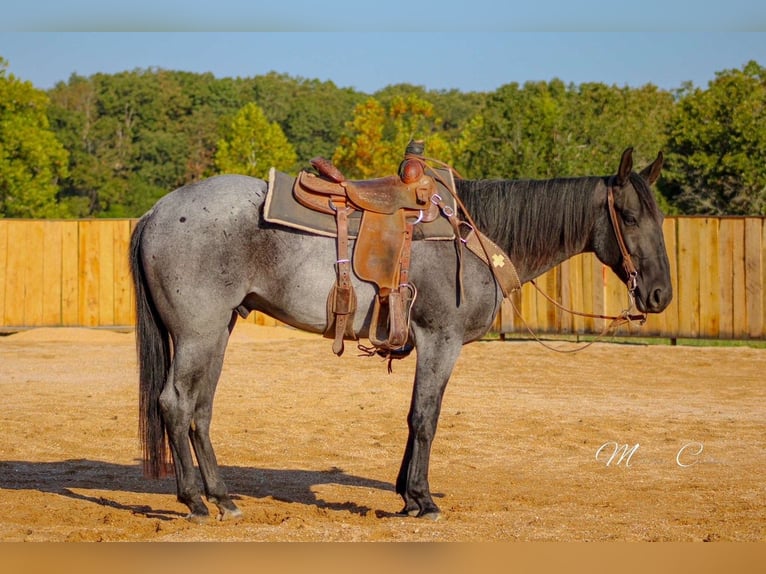 American Quarter Horse Gelding 4 years 15,3 hh Roan-Blue in Summersville
