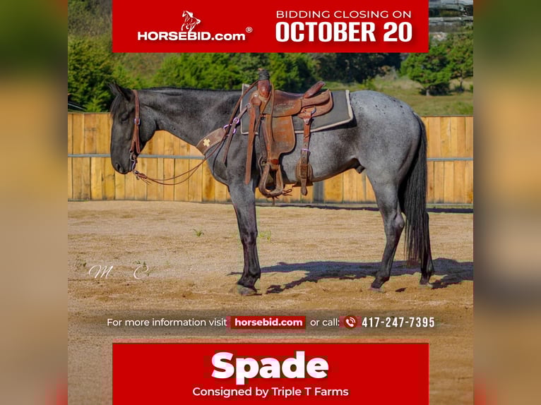 American Quarter Horse Gelding 4 years 15,3 hh Roan-Blue in Summersville