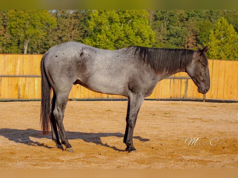 American Quarter Horse Gelding 4 years 15,3 hh Roan-Blue in Summersville
