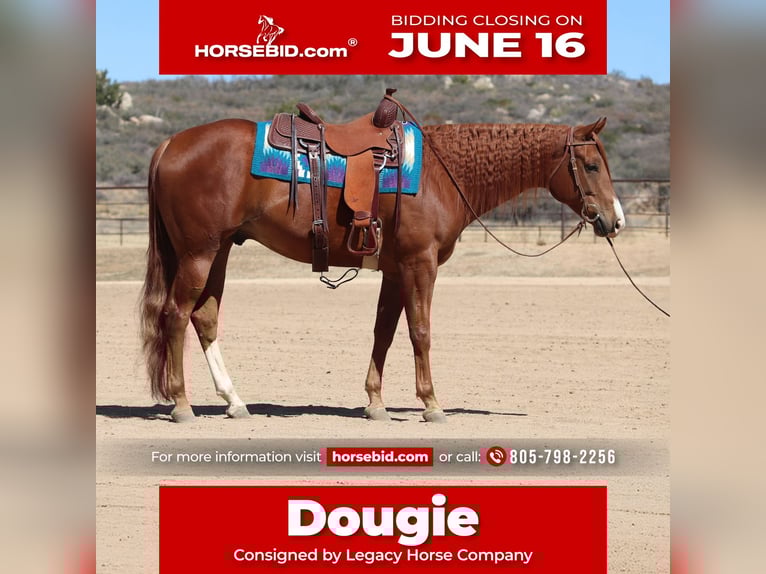American Quarter Horse Gelding 4 years 15,3 hh Sorrel in Dewey, AZ
