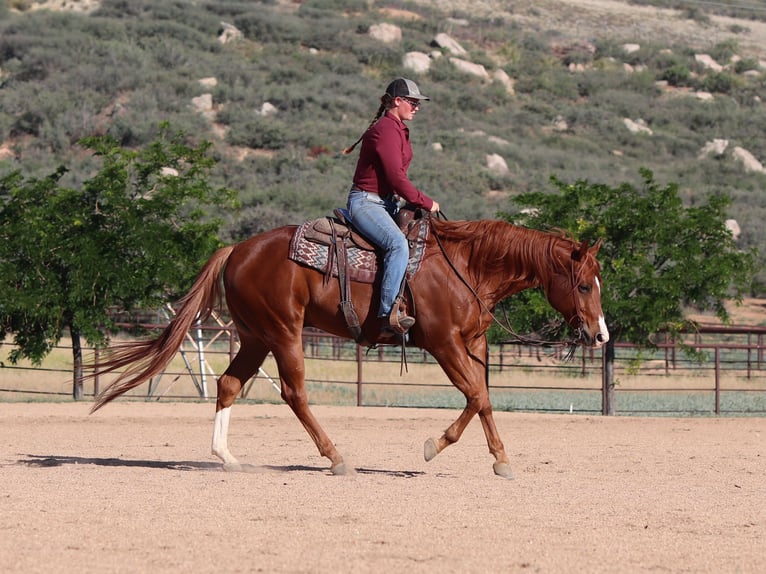 American Quarter Horse Gelding 4 years 15,3 hh Sorrel in Dewey, AZ