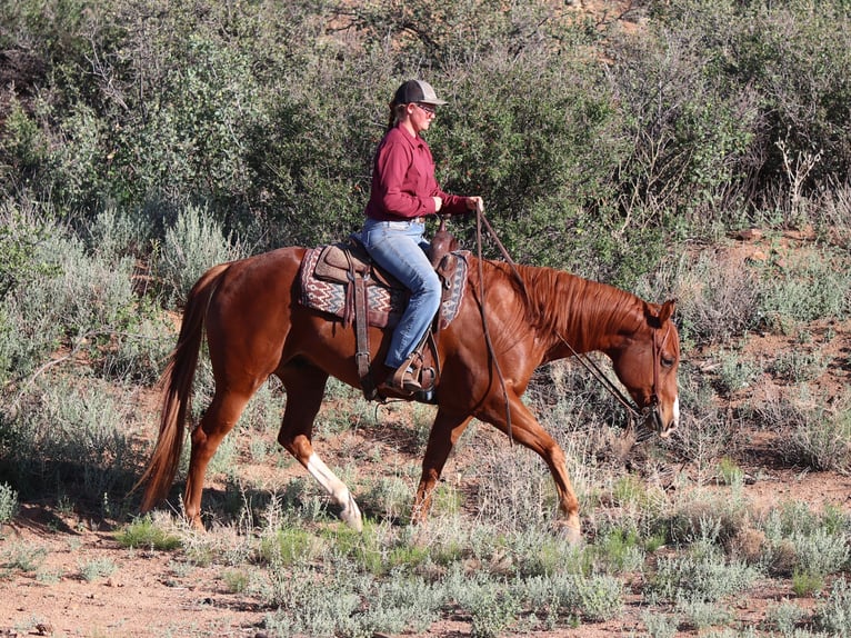 American Quarter Horse Gelding 4 years 15,3 hh Sorrel in Dewey, AZ