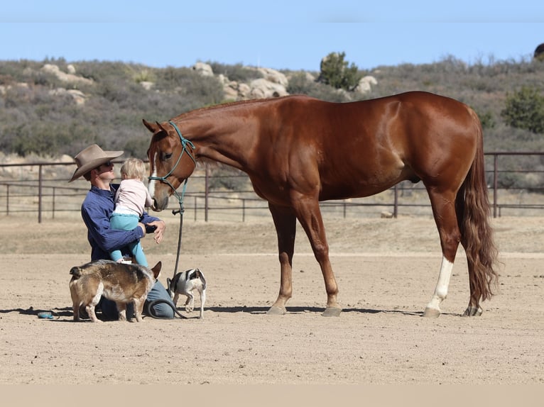 American Quarter Horse Gelding 4 years 15,3 hh Sorrel in Dewey, AZ