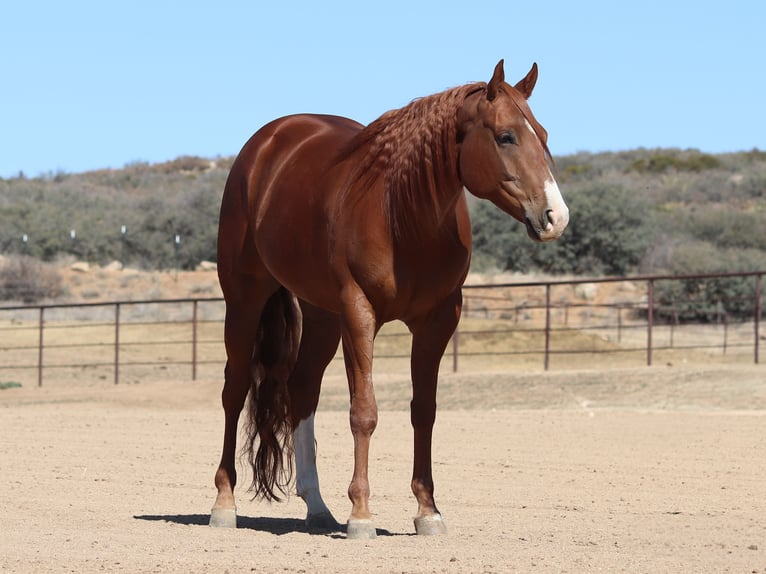 American Quarter Horse Gelding 4 years 15,3 hh Sorrel in Dewey, AZ