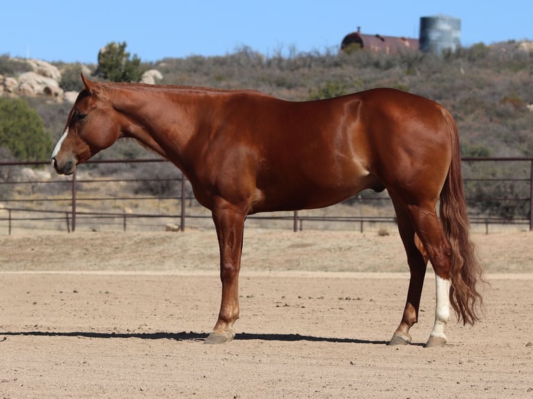 American Quarter Horse Gelding 4 years 15,3 hh Sorrel in Dewey, AZ