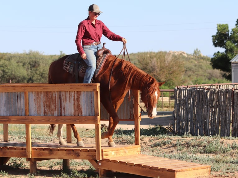 American Quarter Horse Gelding 4 years 15,3 hh Sorrel in Dewey, AZ