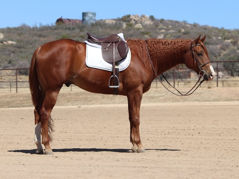 American Quarter Horse Gelding 4 years 15,3 hh Sorrel in Dewey, AZ