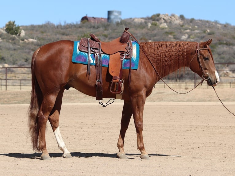 American Quarter Horse Gelding 4 years 15,3 hh Sorrel in Dewey, AZ