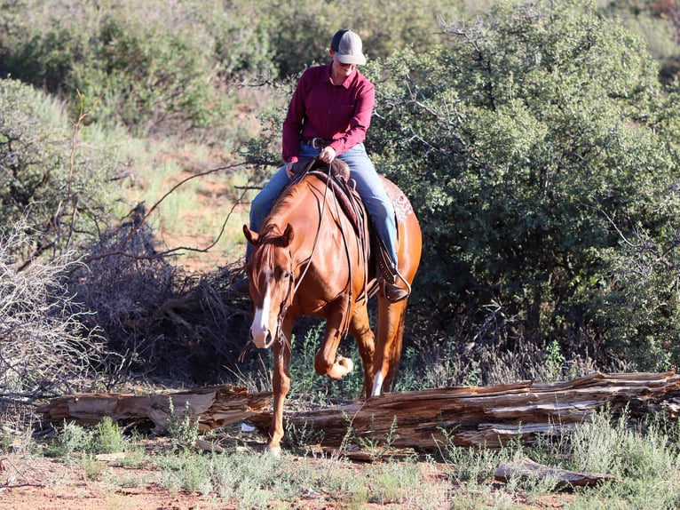 American Quarter Horse Gelding 4 years 15,3 hh Sorrel in Dewey, AZ