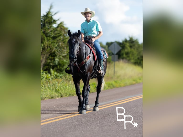 American Quarter Horse Gelding 4 years 16,1 hh Black in Mountain Grove MO