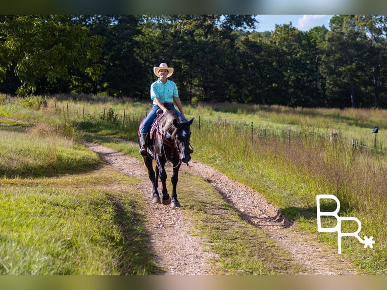 American Quarter Horse Gelding 4 years 16,1 hh Black in Mountain Grove MO