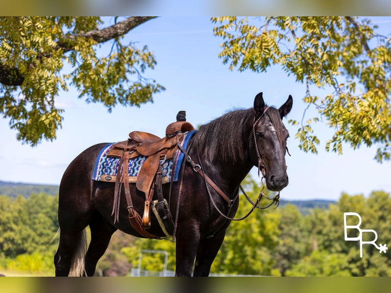 American Quarter Horse Gelding 4 years 16,1 hh Black in Mountain Grove MO