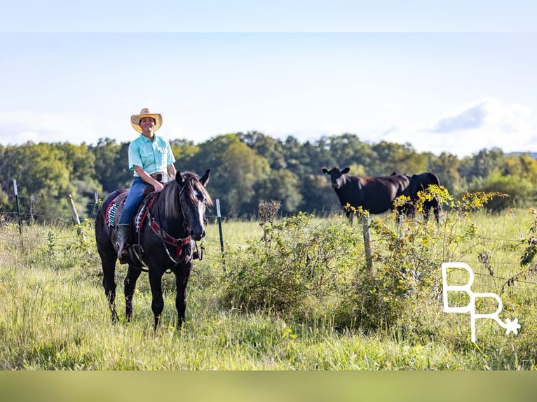 American Quarter Horse Gelding 4 years 16,1 hh Black in Mountain Grove MO