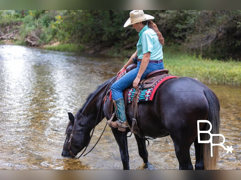 American Quarter Horse Gelding 4 years 16,1 hh Black in Mountain Grove MO