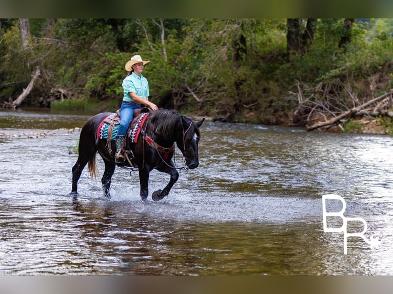 American Quarter Horse Gelding 4 years 16,1 hh Black in Mountain Grove MO