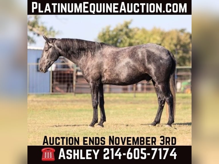 American Quarter Horse Gelding 4 years 16,1 hh Gray in Weatherford TX