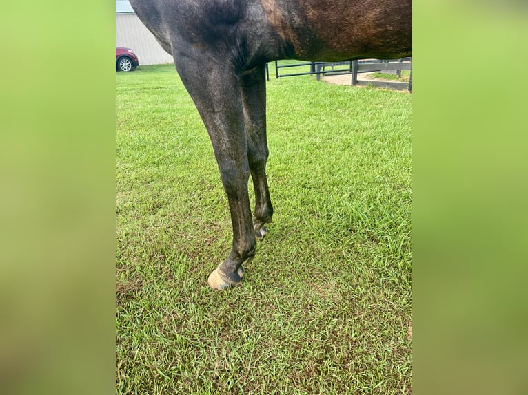 American Quarter Horse Gelding 4 years 16,1 hh Grey-Dapple in Louisville, MS