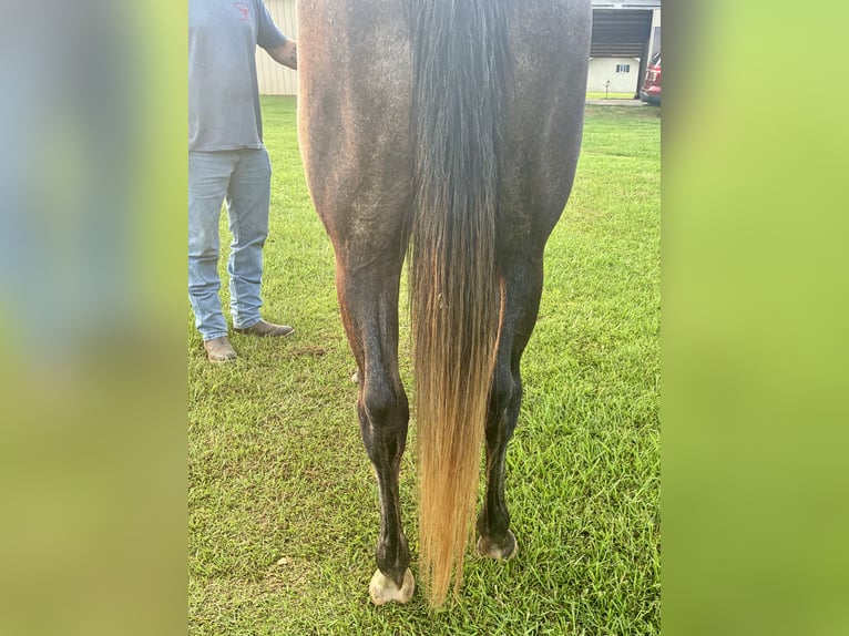 American Quarter Horse Gelding 4 years 16,1 hh Grey-Dapple in Louisville, MS
