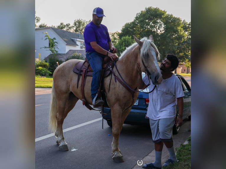 American Quarter Horse Gelding 4 years 16,1 hh Palomino in Windom Mn