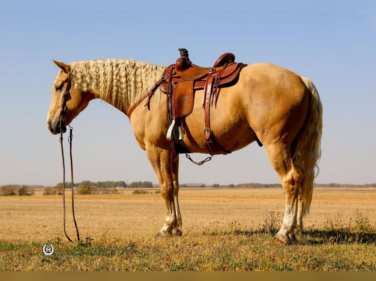 American Quarter Horse Gelding 4 years 16,1 hh Palomino in Windom Mn