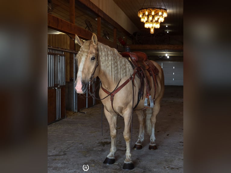 American Quarter Horse Gelding 4 years 16,1 hh Palomino in Windom Mn