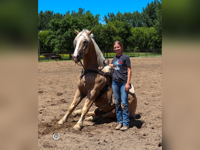 American Quarter Horse Gelding 4 years 16,1 hh Palomino in Windom Mn