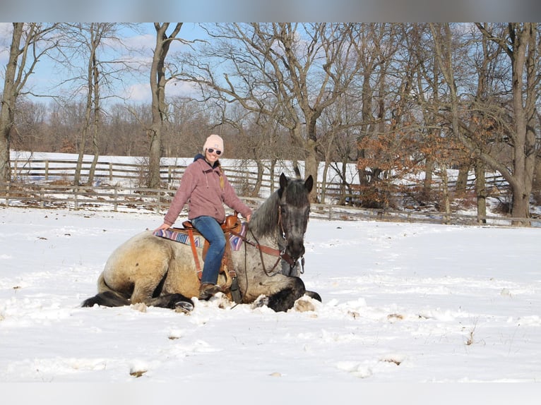 American Quarter Horse Gelding 4 years 16,3 hh Roan-Blue in Highland MI