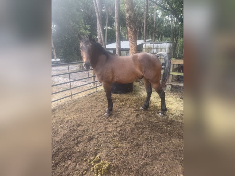 American Quarter Horse Gelding 4 years 16 hh Bay in West Palm Beach