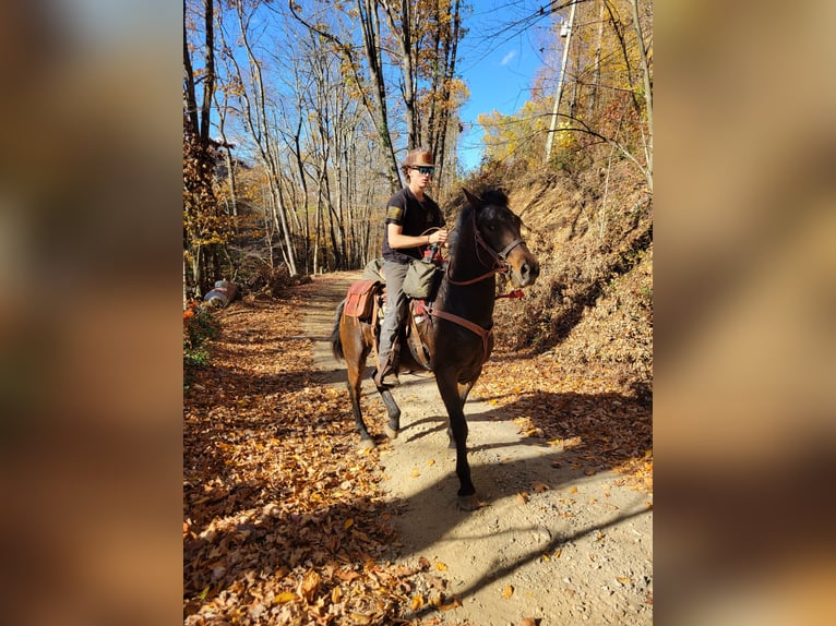 American Quarter Horse Gelding 4 years 16 hh Bay in West Palm Beach