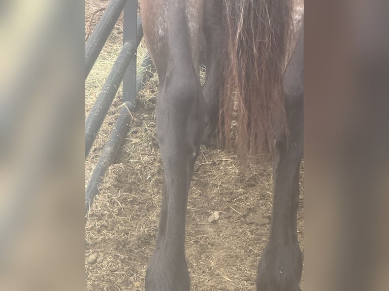American Quarter Horse Gelding 4 years 16 hh Bay in West Palm Beach