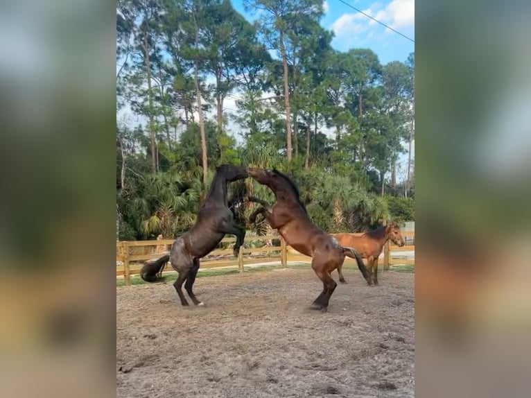 American Quarter Horse Gelding 4 years 16 hh Bay in West Palm Beach