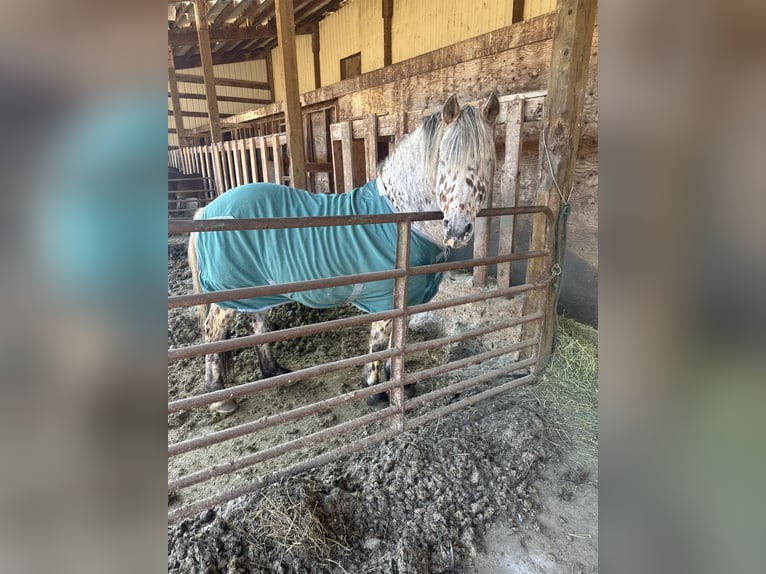 American Quarter Horse Gelding 4 years 16 hh Bay in West Palm Beach
